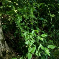 Flowering Nutmeg